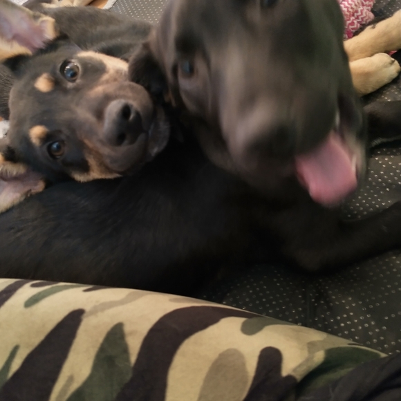 Foster dogs! - Picture 5 of 16